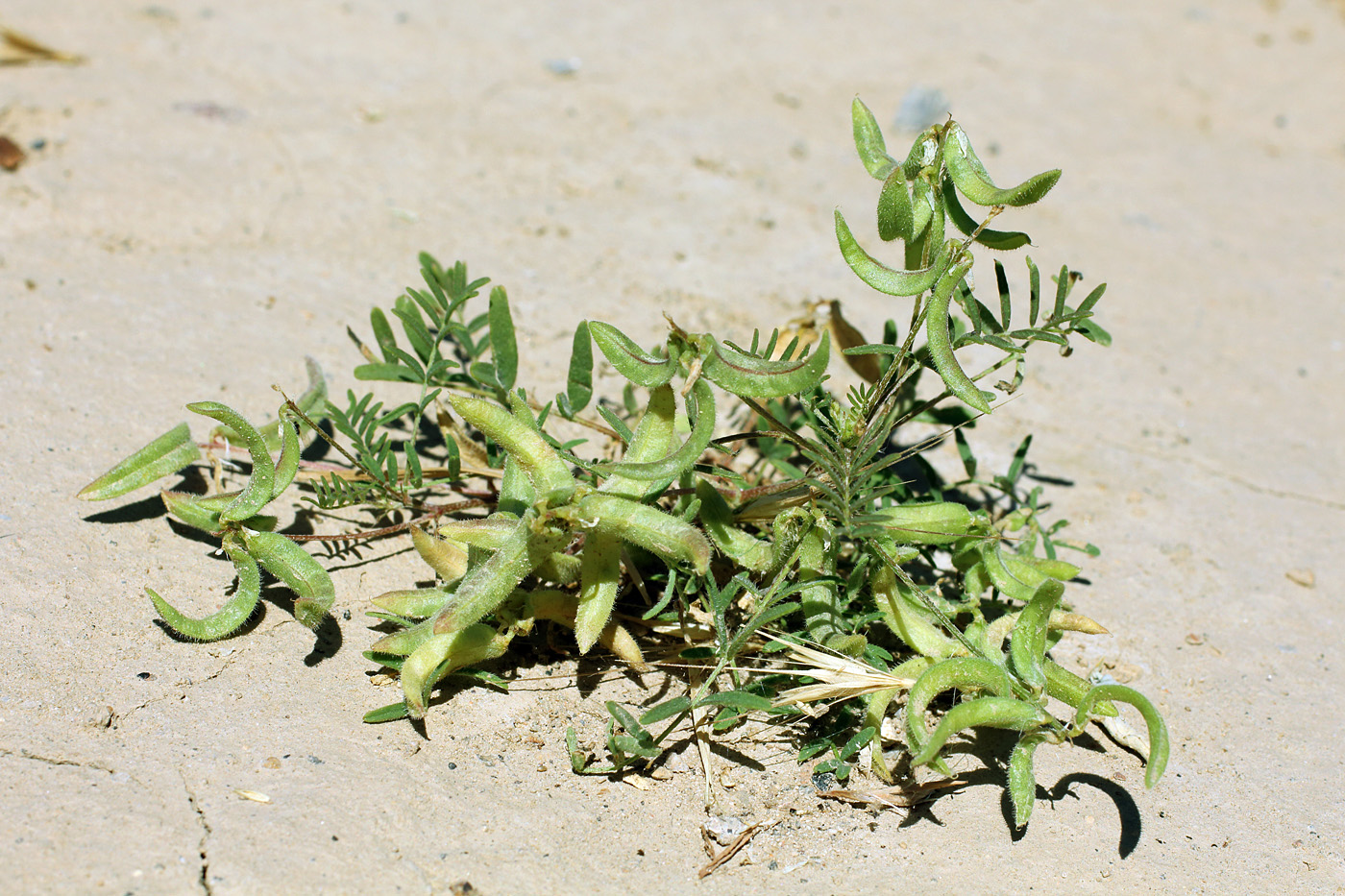 Изображение особи Astragalus campylotrichus.