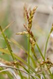 Carex ornithopoda. Верхушки побегов с отцветшими соцветиями. Ленинградская обл., Гатчинский р-н, окр. пос. Пудость, сыроватый луг на травертине на месте заброшенного карьера. 27.05.2017.