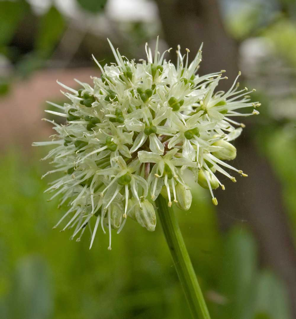 Image of Allium microdictyon specimen.