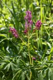 Corydalis multiflora