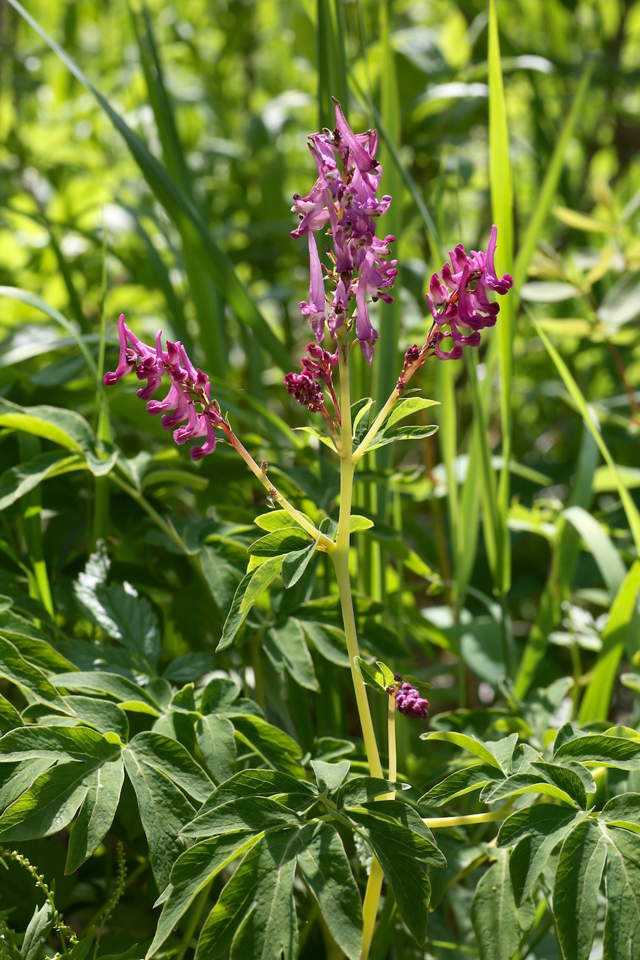 Image of Corydalis multiflora specimen.