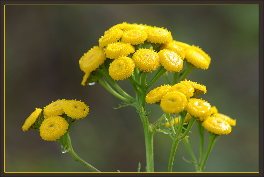 Изображение особи Tanacetum vulgare.