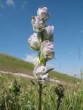 Aconitum rotundifolium. Соцветие. Южный Казахстан, Таласский Алатау, запов. Аксу-Жабаглы, урочище Каскабулак, выс. 3100 м н.у.м., альпийский луг на моренных отложениях. 16 июля 2017 г.