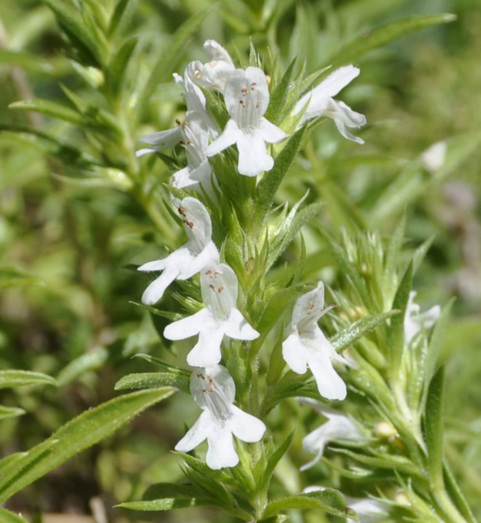 Image of Satureja montana ssp. macedonica specimen.