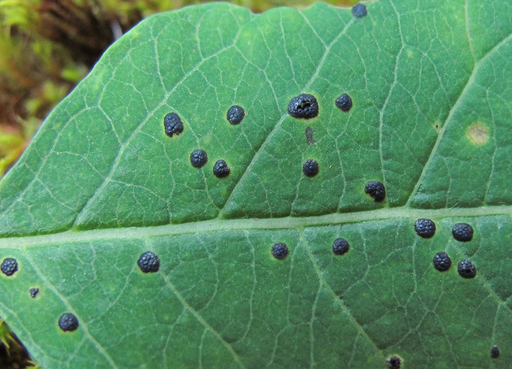 Image of Lonicera orientalis specimen.