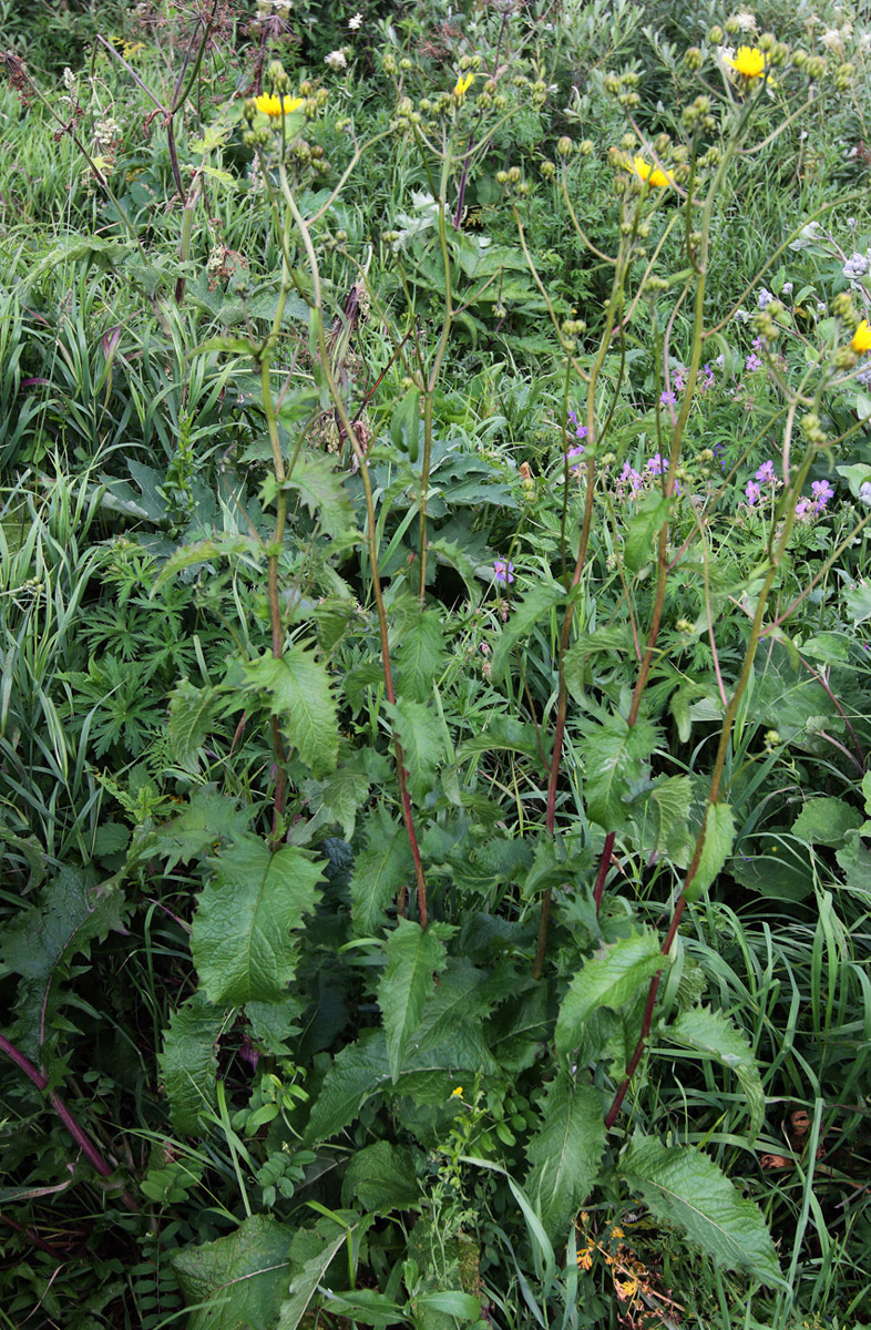 Image of Crepis sibirica specimen.