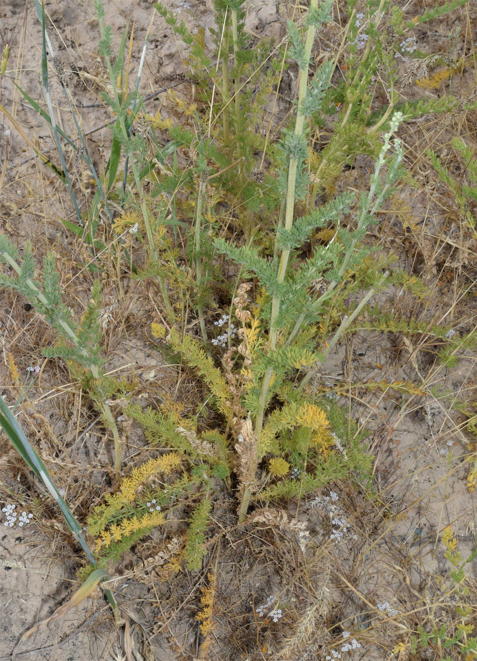 Изображение особи Lepidolopsis turkestanica.