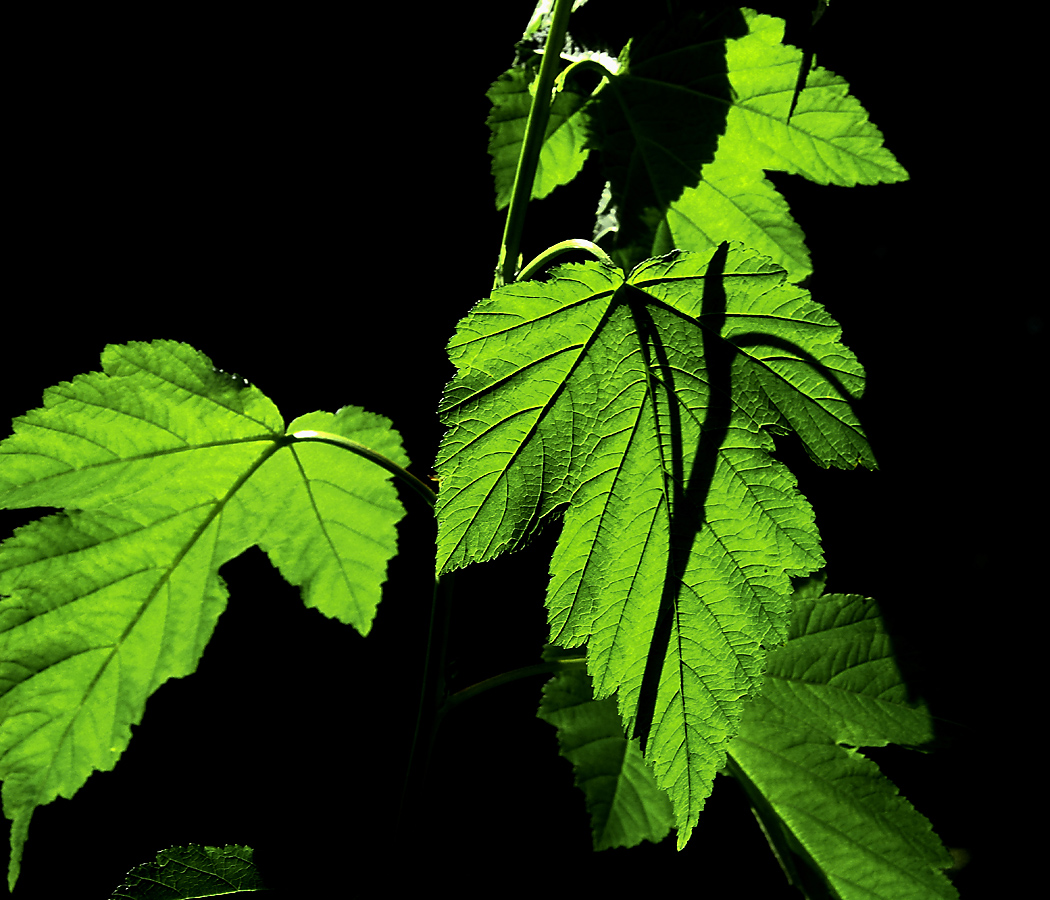 Image of Physocarpus opulifolius specimen.