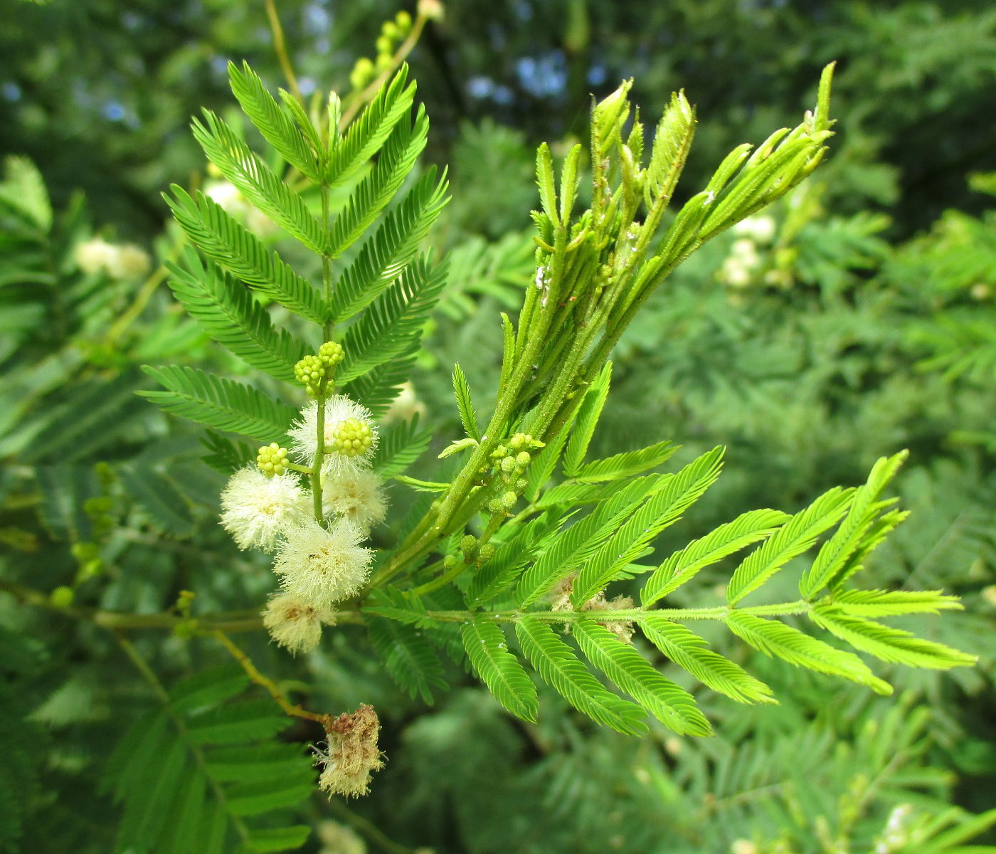 Image of Acacia irrorata specimen.