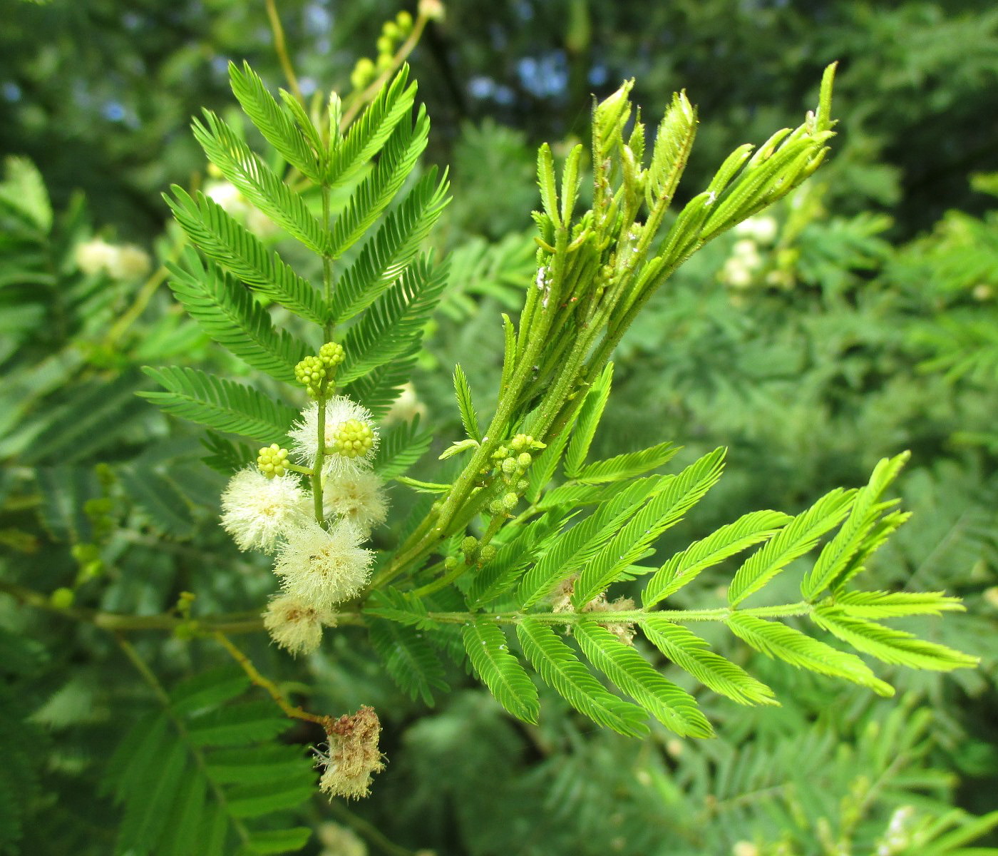 Изображение особи Acacia irrorata.