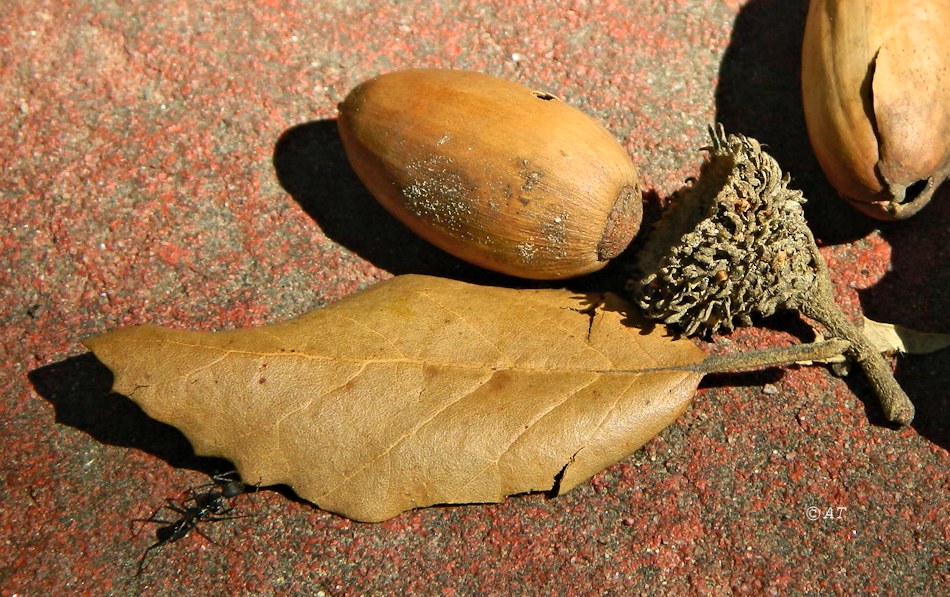 Изображение особи Quercus suber.