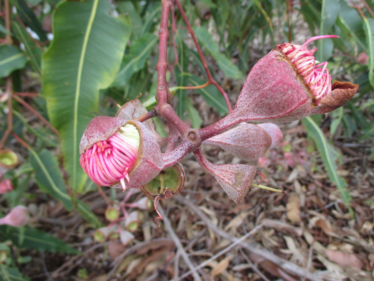 Изображение особи Corymbia ficifolia.