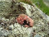 Orostachys spinosa. Вегетирующее растение. Магаданская обл., Ольский р-н, окр. пос. Атарган, на скале среди накипных лишайников. 07.07.2017.