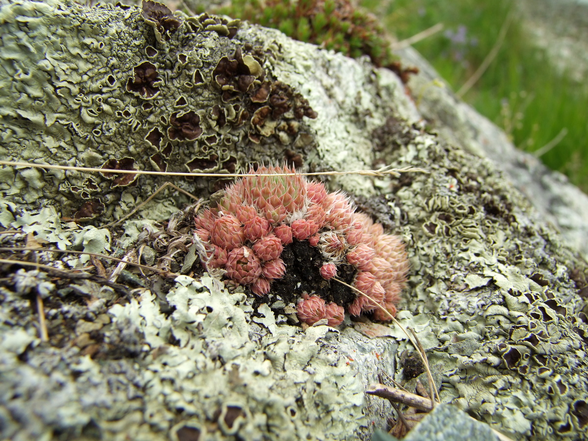 Image of Orostachys spinosa specimen.