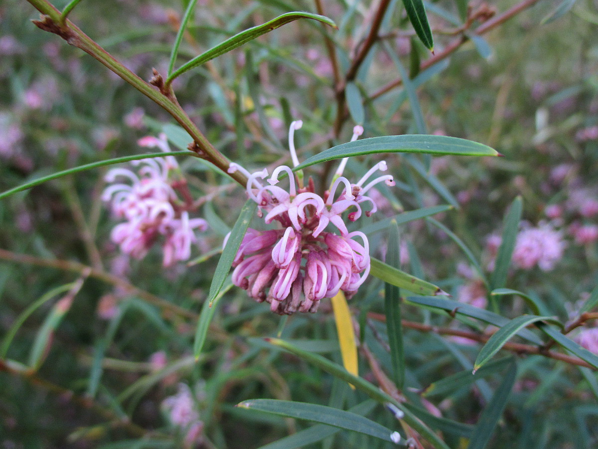 Image of Grevillea sericea specimen.