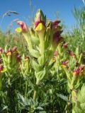 Scutellaria mesostegia