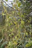 Cynanchum acutum
