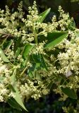 Ligustrum lucidum