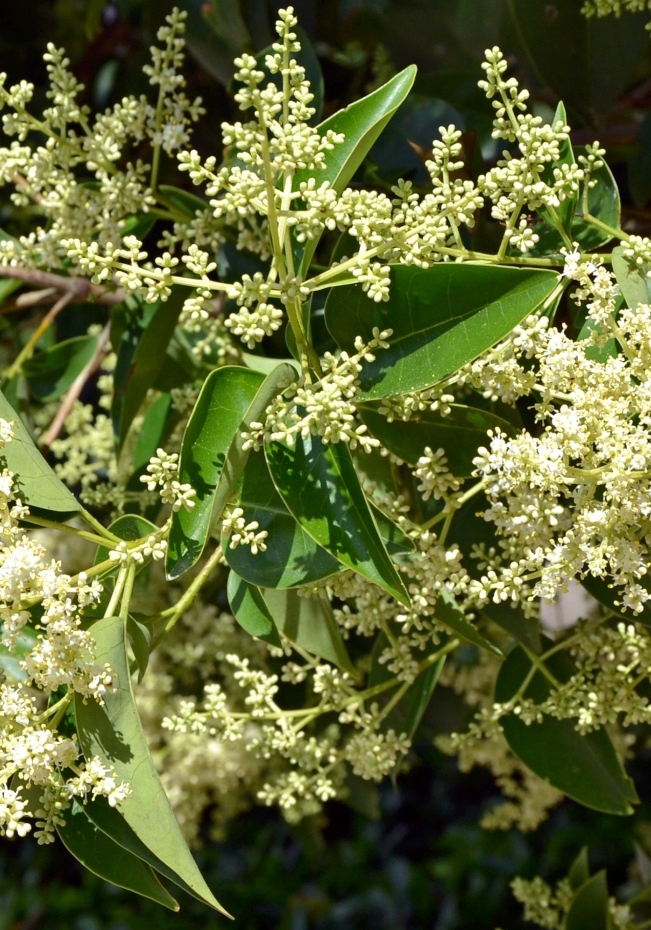 Image of Ligustrum lucidum specimen.