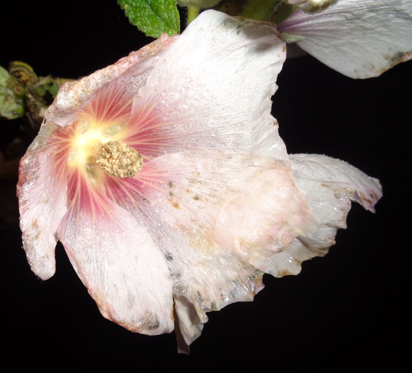 Image of Alcea rosea specimen.