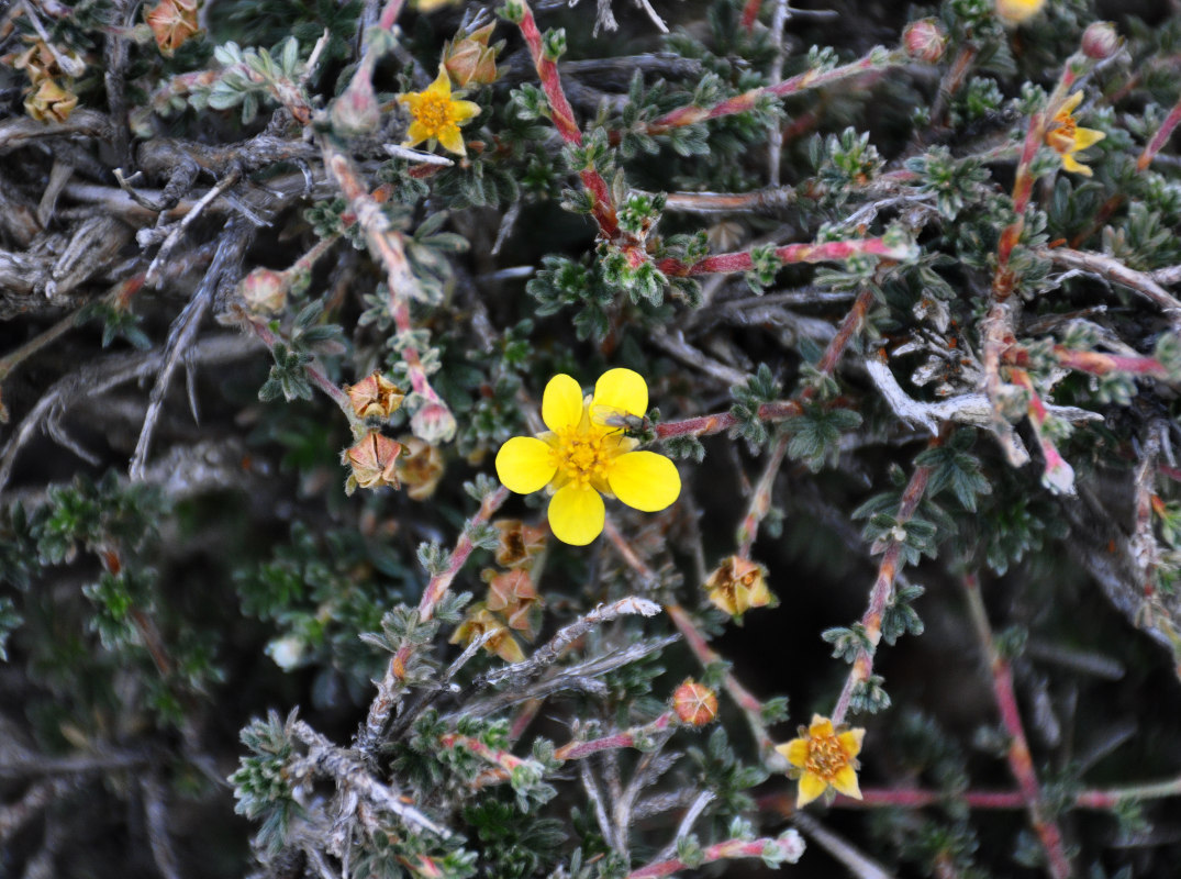 Image of Dasiphora phyllocalyx specimen.