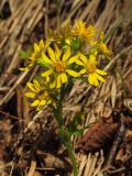 Solidago cuprea