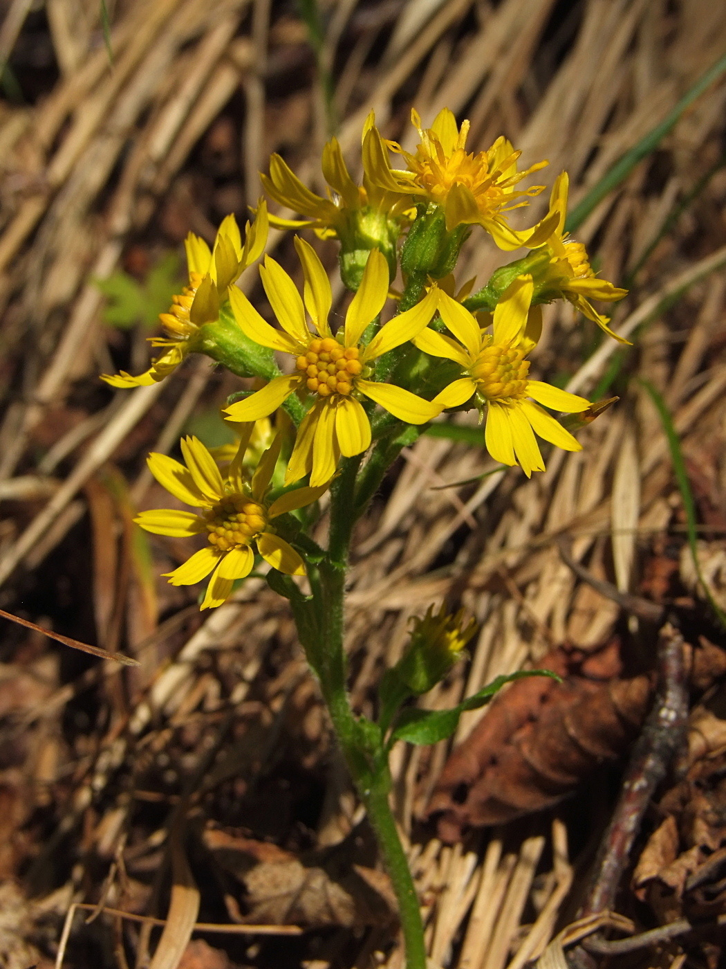 Image of Solidago cuprea specimen.