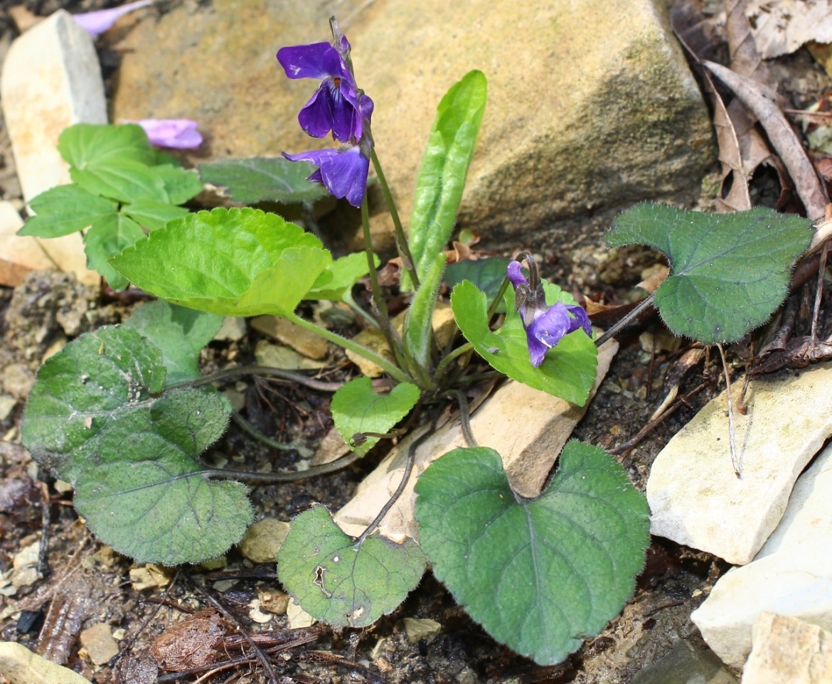 Изображение особи Viola dehnhardtii.