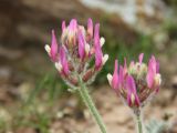 Astragalus kelleri