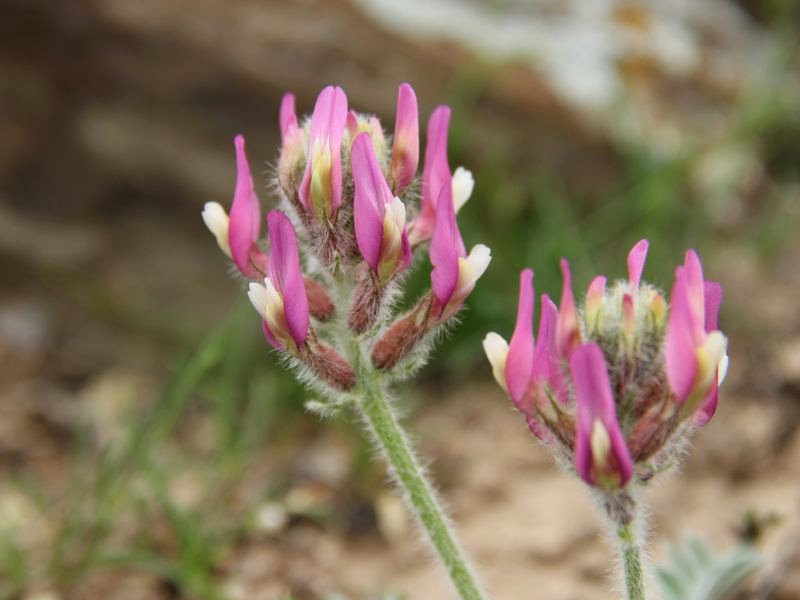 Изображение особи Astragalus kelleri.