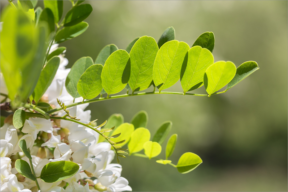 Изображение особи Robinia pseudoacacia.