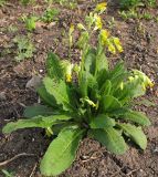 Primula macrocalyx