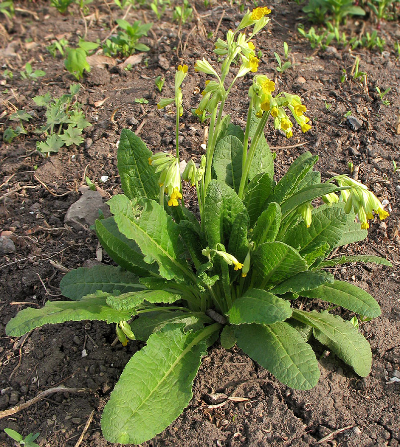 Изображение особи Primula macrocalyx.