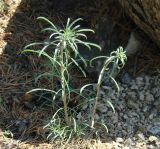 Erysimum flavum