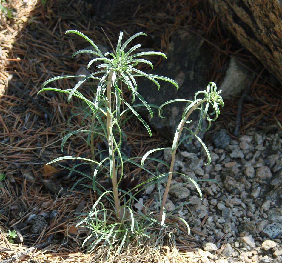 Изображение особи Erysimum flavum.