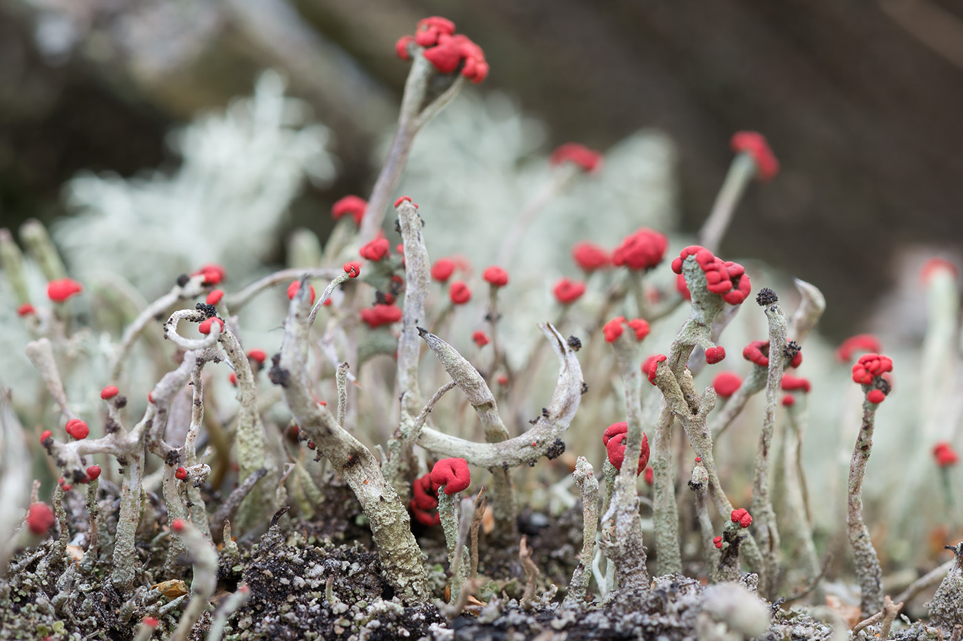 Image of Cladonia macilenta specimen.