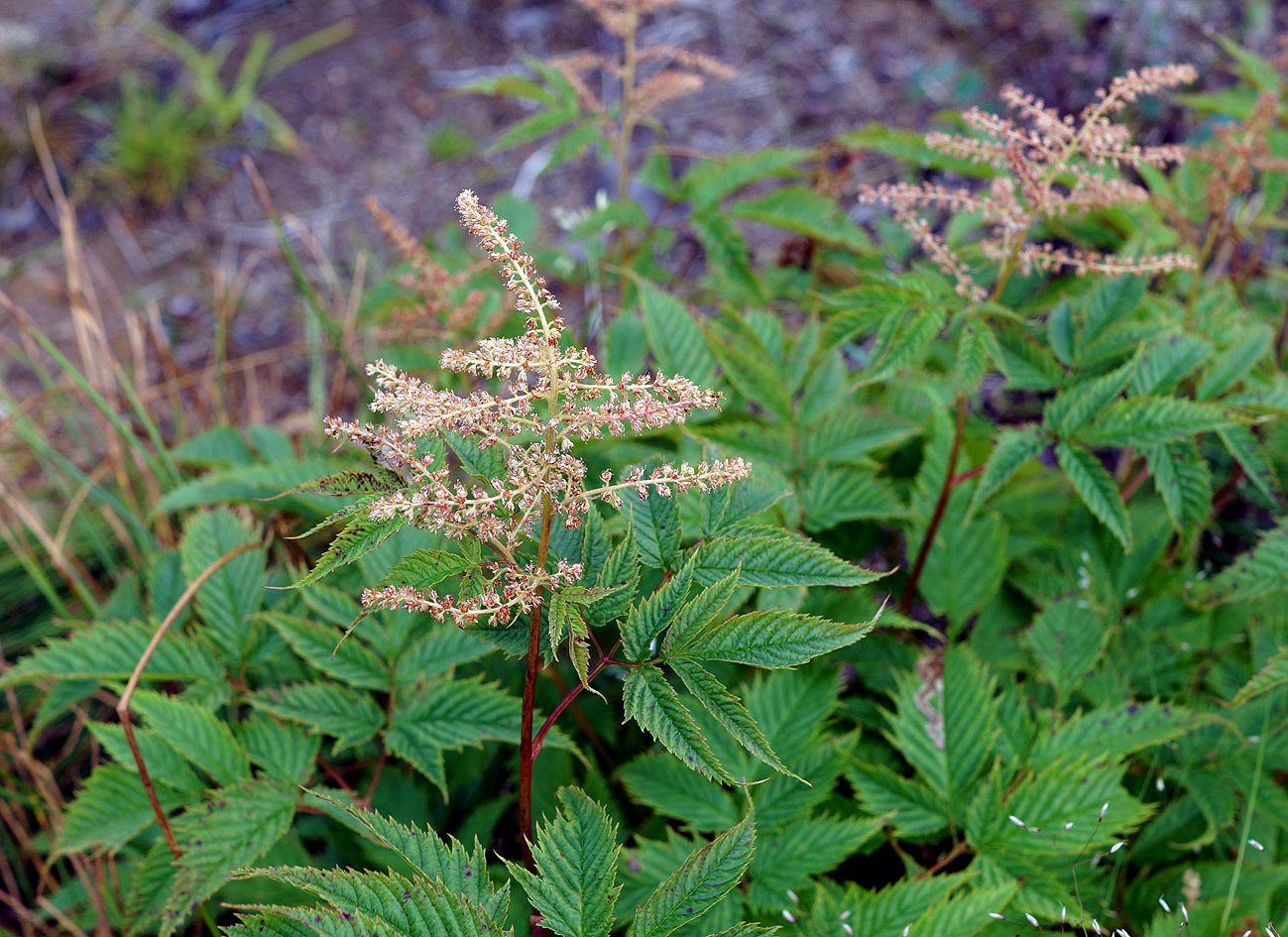 Изображение особи Aruncus dioicus.