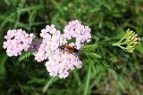 Achillea millefolium. Соцветие с кормящимся жуком-усачиком Stenurella melanura (самка). Беларусь, г. Минск, мкр-н Сосны, обочина дороги рядом с участком хвойного леса. 22.07.2017.