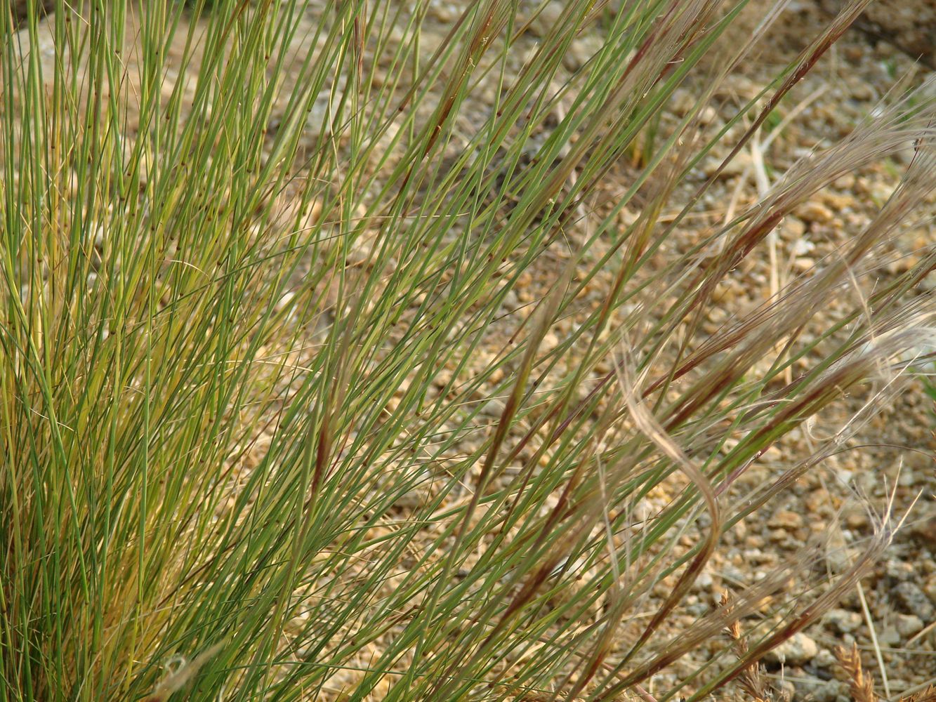 Image of Stipa glareosa specimen.