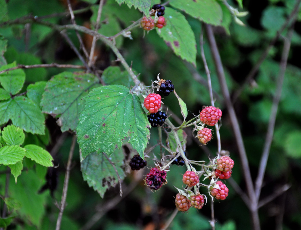 Image of Rubus sanctus specimen.