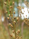 Rorippa barbareifolia. Часть соплодия со зрелыми плодами. Магаданская обл., Ольский р-н, окр. пгт Ола, на галечнике вблизи дамбы. 26.08.2017.