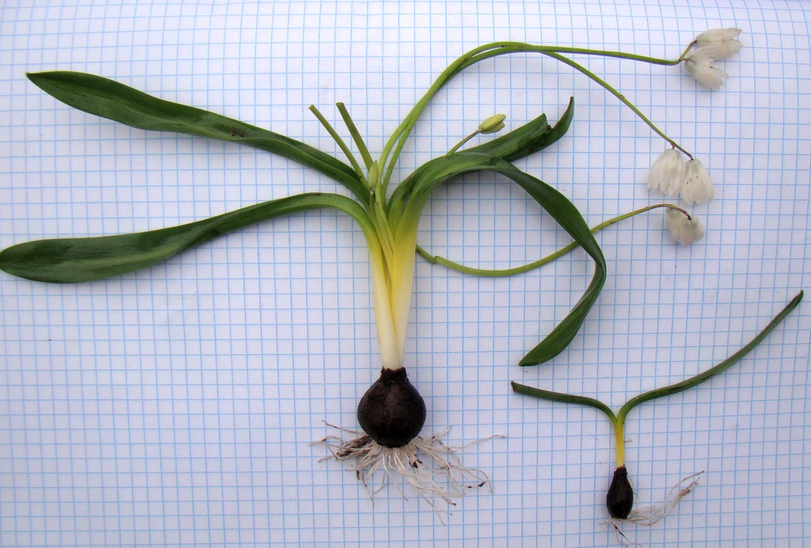 Image of Scilla siberica specimen.