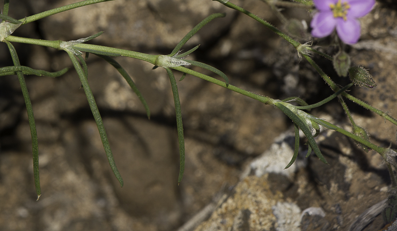 Image of Spergularia fimbriata specimen.