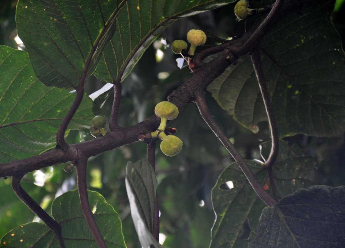 Image of Poikilospermum suaveolens specimen.