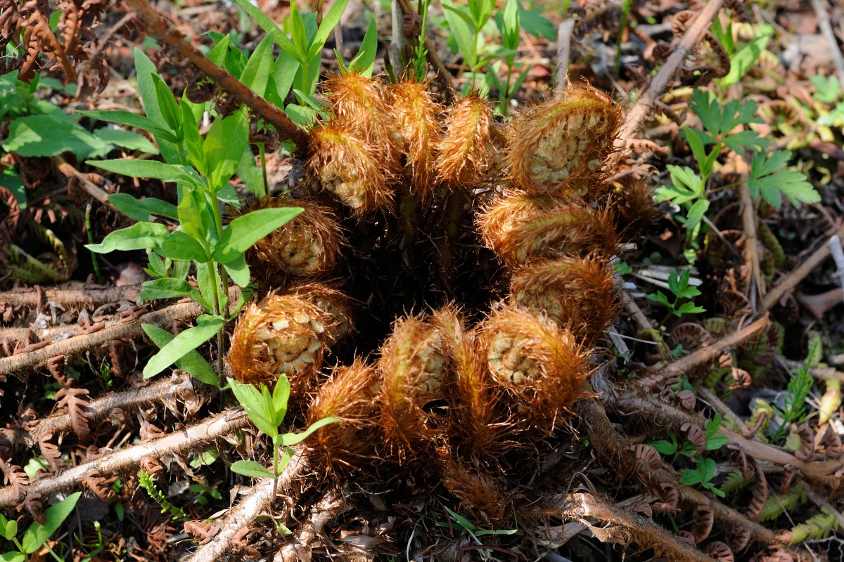 Изображение особи Dryopteris crassirhizoma.