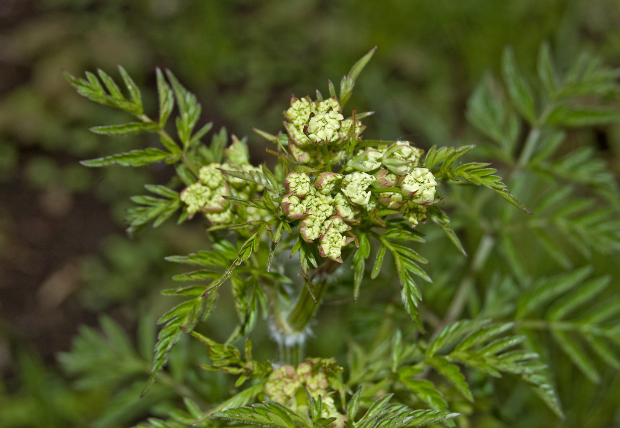 Изображение особи Anthriscus sylvestris.