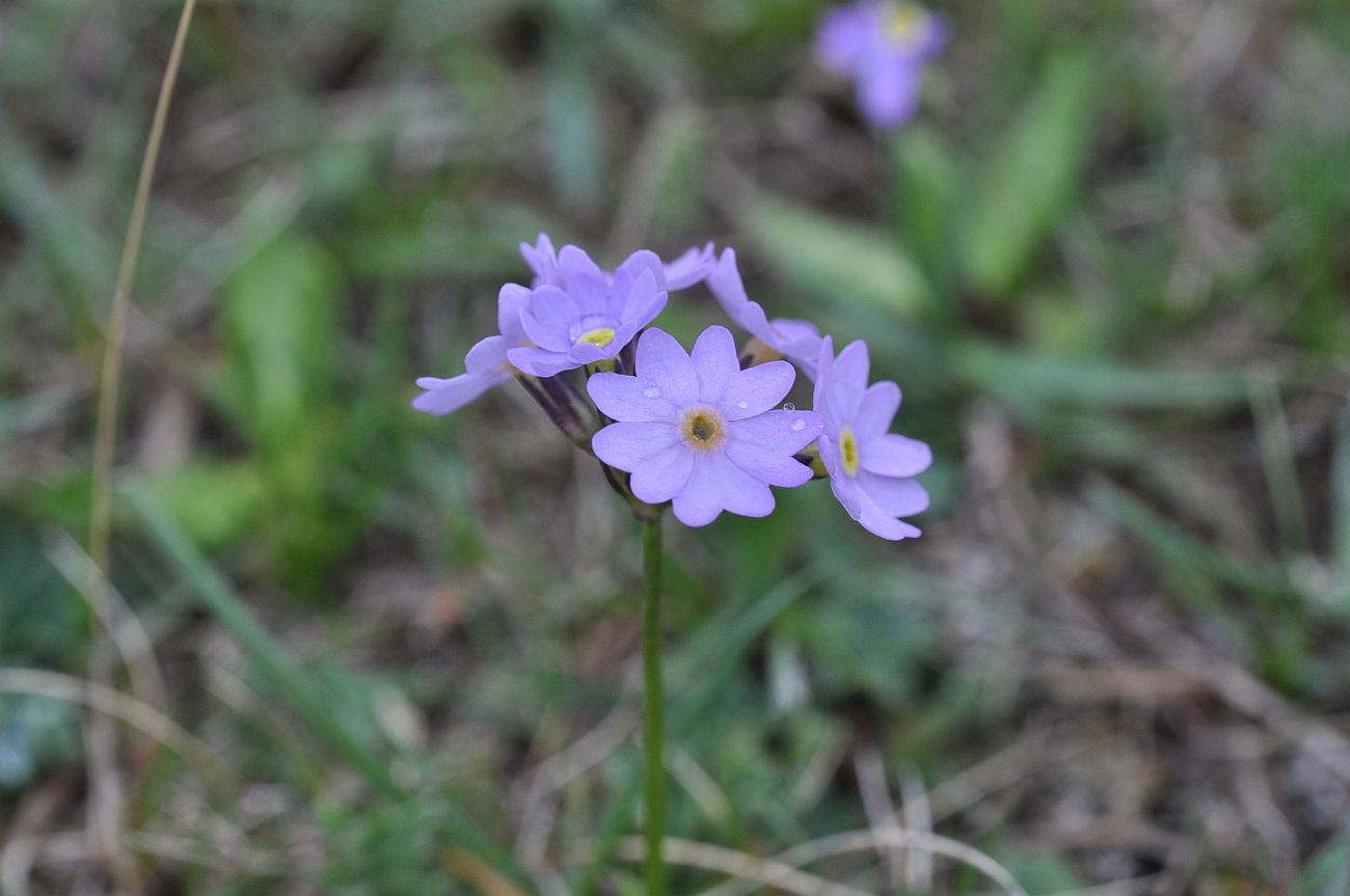 Image of Primula algida specimen.