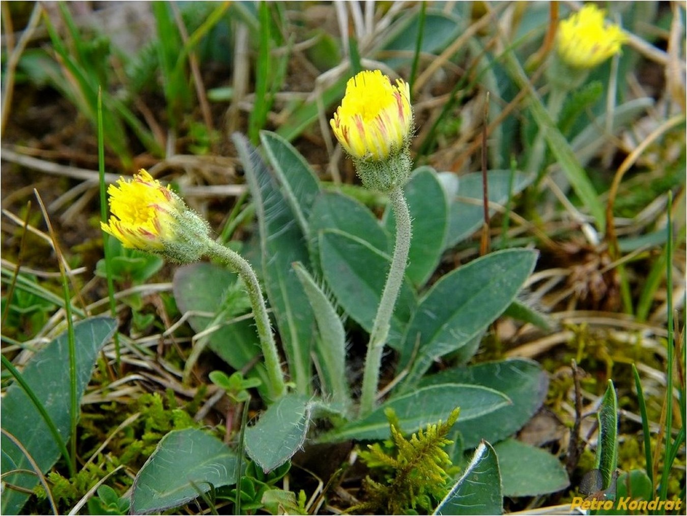 Image of Pilosella officinarum specimen.