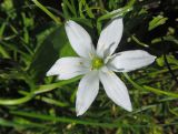 Ornithogalum umbellatum. Цветок. Марий Эл, г. Йошкар-Ола, Центральный парк, поляна. 19.06.2018.