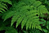 Dryopteris expansa. Верхушка вайи. Московская обл., Орехово-Зуевский р-н, долина р. Нерская, хвойно-лиственный лес. 14.06.2018.